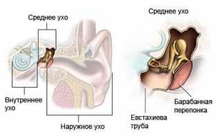 Строение полости среднего уха